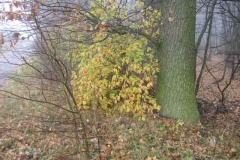 Oberolmer-Wald-Melancholische-Herbstbilder-am-27_11_2006-109