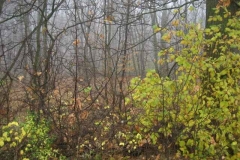 Oberolmer-Wald-Melancholische-Herbstbilder-am-27_11_2006-115