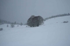 Schneetreiben-am-11_3_06-in-Menzenschwand-001
