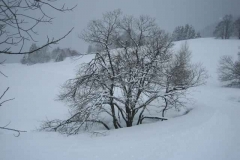 Schneetreiben-am-11_3_06-in-Menzenschwand-007