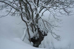 Schneetreiben-am-11_3_06-in-Menzenschwand-009