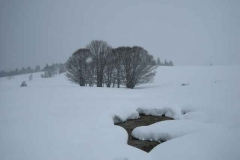 Schneetreiben-am-11_3_06-in-Menzenschwand-010