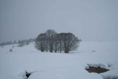 Schneetreiben-am-11_3_06-in-Menzenschwand-011