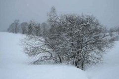 Schneetreiben-am-11_3_06-in-Menzenschwand-012